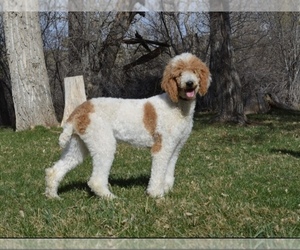 Mother of the Sheepadoodle puppies born on 04/02/2022