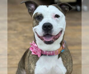 American Pit Bull Terrier Dogs for adoption in Cranford, NJ, USA