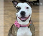 Small American Pit Bull Terrier