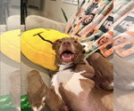 Small #1 American Pit Bull Terrier-Labrador Retriever Mix