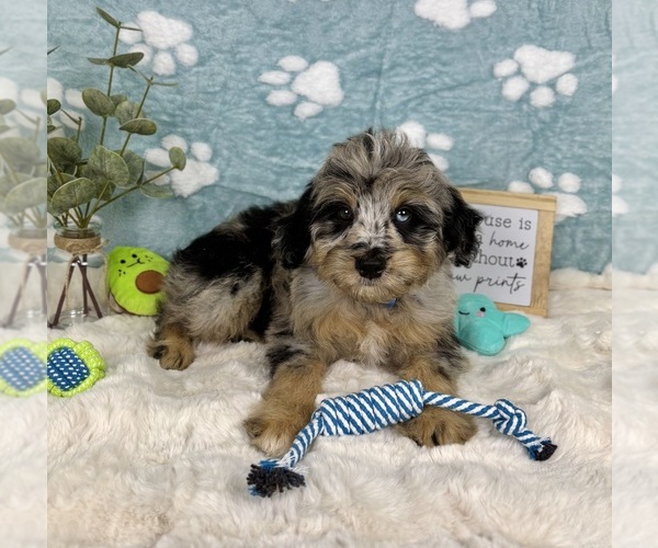 Medium Photo #5 Bernedoodle (Miniature) Puppy For Sale in NOBLESVILLE, IN, USA