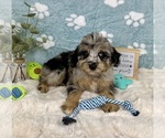 Small #4 Bernedoodle (Miniature)
