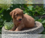 Small Photo #26 Golden Retriever Puppy For Sale in GREENWOOD, WI, USA