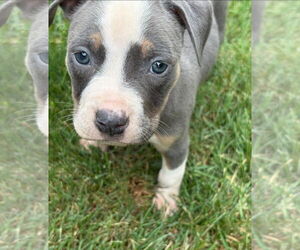 American Pit Bull Terrier-American Staffordshire Terrier Mix Dogs for adoption in Belleville, MI, USA