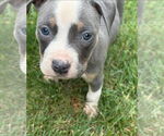 Small American Pit Bull Terrier-American Staffordshire Terrier Mix