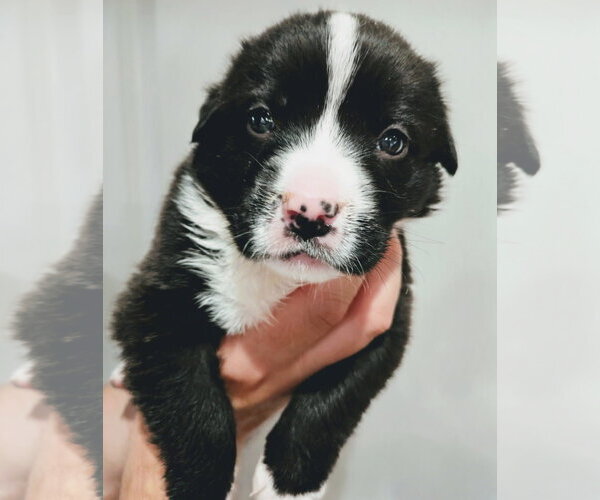 Medium Photo #3 American Staffordshire Terrier-Unknown Mix Puppy For Sale in Holly Springs, NC, USA