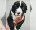 Small #2 American Staffordshire Terrier Mix