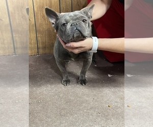 French Bulldog Puppy for sale in JACKSONVILLE, FL, USA