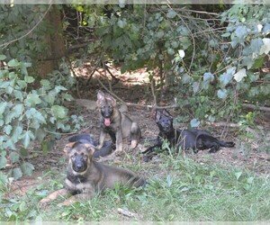 German Shepherd Dog Puppy for Sale in POWDER SPRINGS, Georgia USA