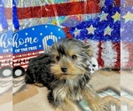 Small #8 Morkie