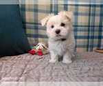 Puppy Tommy Maltese