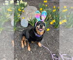 Small #1 Rottweiler