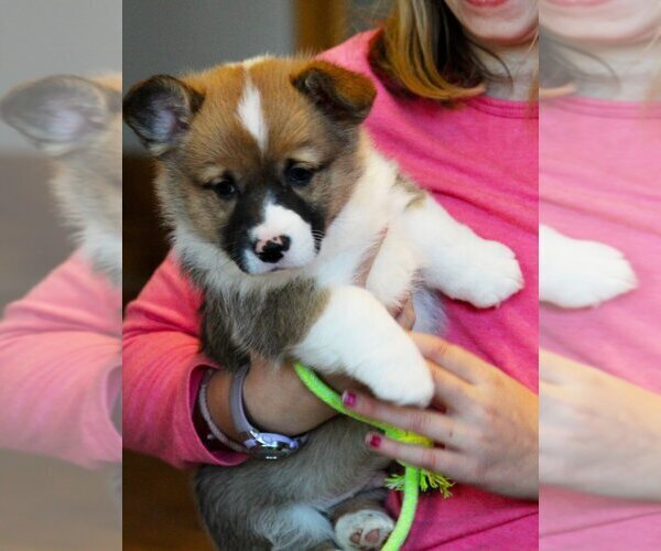 Medium Photo #24 Pembroke Welsh Corgi Puppy For Sale in FAIR GROVE, MO, USA