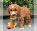 Small Photo #4 Goldendoodle-Poodle (Miniature) Mix Puppy For Sale in EAST EARL, PA, USA