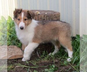 Collie Puppy for sale in FORT PLAIN, NY, USA