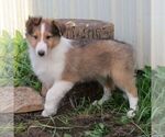 Small Collie