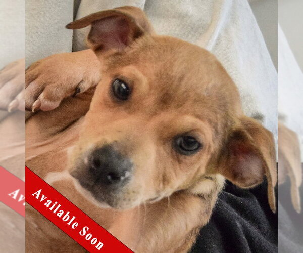 Medium Photo #1 Jack Russell Terrier-Unknown Mix Puppy For Sale in Huntley, IL, USA