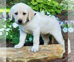 Small Photo #4 Labrador Retriever Puppy For Sale in PARKESBURG, PA, USA