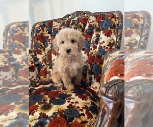 Goldendoodle Puppy for sale in PATRICK SPGS, VA, USA