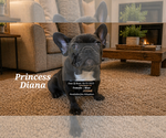 Puppy Princess Diana French Bulldog