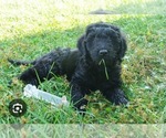 Puppy Puppy 2 BG 2 Goldendoodle