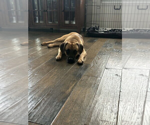 Medium Photo #2 Mutt Puppy For Sale in Springdale, PA, USA