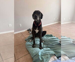 Great Dane Dogs for adoption in Bullard, TX, USA