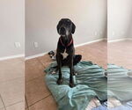 Small Great Dane