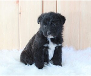 German Shepherd Dog-Portuguese Water Dog Mix Puppy for sale in FREDERICKSBURG, OH, USA