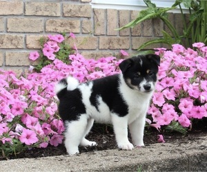 Shiba Inu Puppy for sale in MILLERSBURG, OH, USA