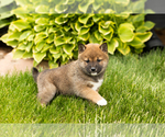 Image preview for Ad Listing. Nickname: Litter of 7