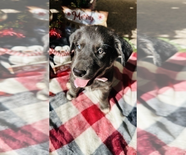 Medium Photo #2 Labrador Retriever Puppy For Sale in BAKERSFIELD, CA, USA