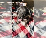 Small Photo #2 Labrador Retriever Puppy For Sale in BAKERSFIELD, CA, USA