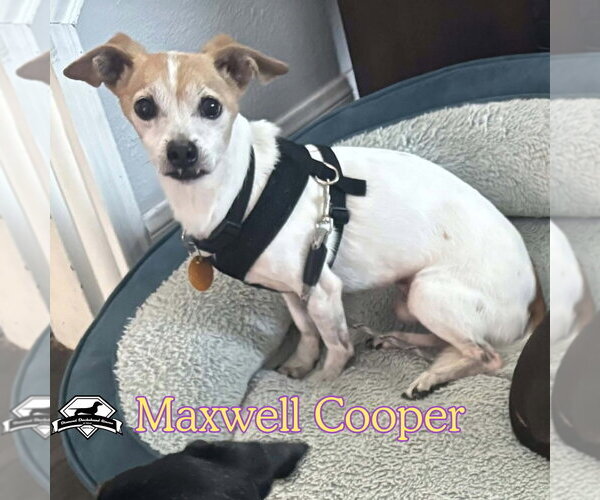 Medium Photo #3 Chiweenie Puppy For Sale in San Antonio, TX, USA