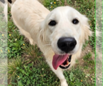 Small #3 Golden Retriever