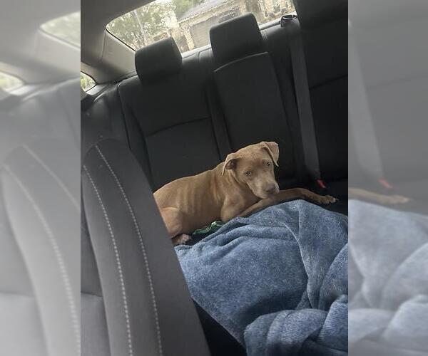 Medium Photo #1 American Staffordshire Terrier Puppy For Sale in San Antonio, TX, USA