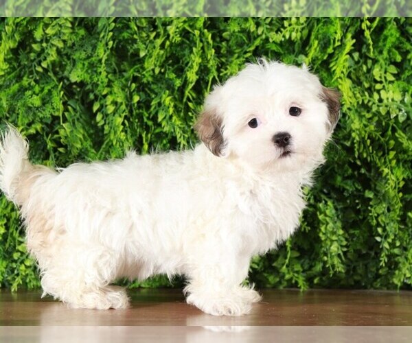 Medium Photo #3 Zuchon Puppy For Sale in MOUNT VERNON, OH, USA