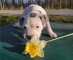 Small #3 Bullboxer Pit