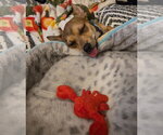 Small #3 Chihuahua