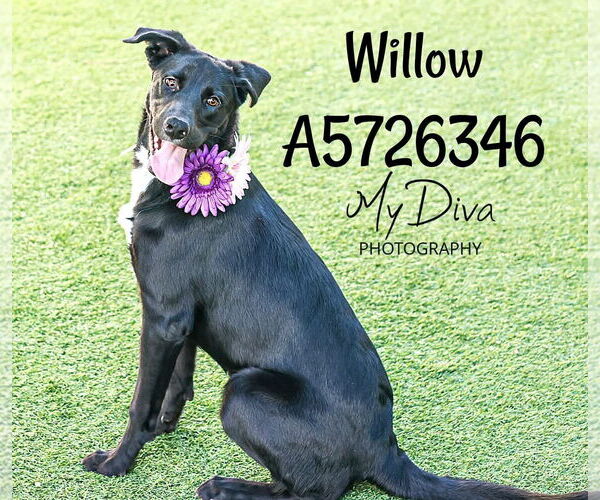 Medium Photo #2 Labrador Retriever-Unknown Mix Puppy For Sale in San Diego, CA, USA