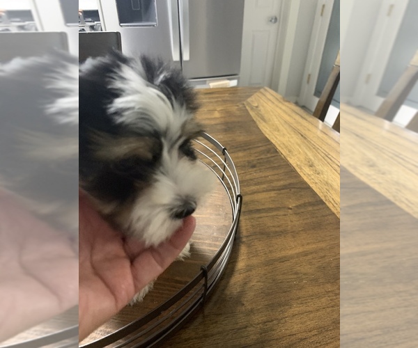 Medium Photo #15 Morkie Puppy For Sale in FORT WORTH, TX, USA