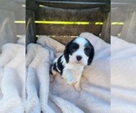 Small Photo #1 Cocker Spaniel Puppy For Sale in MIDDLEBURY, IN, USA