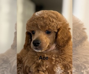 Poodle (Miniature) Puppy for sale in DEARY, ID, USA