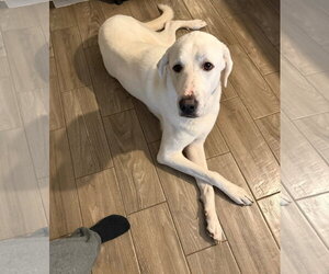 Blanco - Male Great Pyrenees-Unknown Mix Dog for Adoption - Photo #4