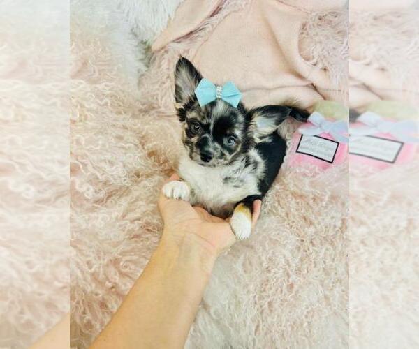 Medium Photo #27 Chihuahua Puppy For Sale in NAPLES, FL, USA