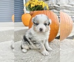 Small #3 Australian Shepherd
