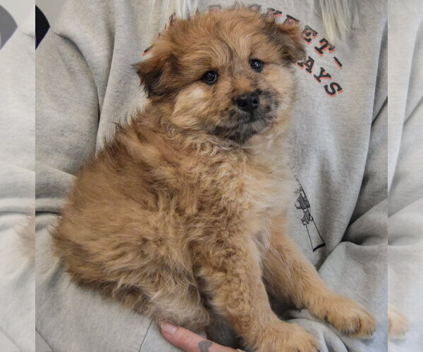 Medium Photo #2 Chow Chow-Unknown Mix Puppy For Sale in Huntley, IL, USA