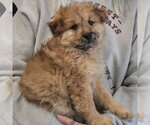 Small #1 Chow Chow Mix