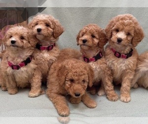 Goldendoodle (Miniature) Puppy for sale in FAIR HAVEN, MI, USA