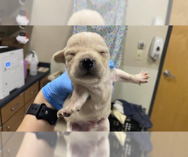 Medium Photo #1 Chihuahua-Unknown Mix Puppy For Sale in Modesto, CA, USA